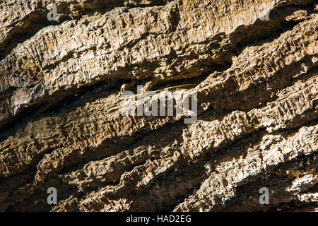 Close up of the bark of a Cypress Tree, San Simeon State Park, California, USA Stock Photo