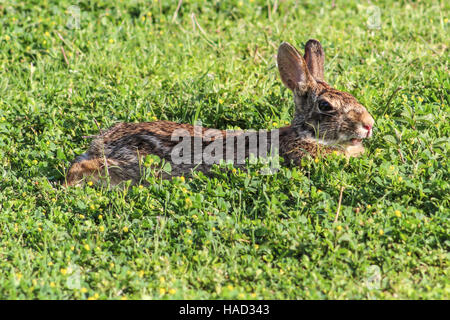 Brown bunny rabbit, relaxing in clover, side-view exposing is cute overbite Stock Photo