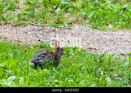 Vadnais Heights, Minnesota. Vadnais lake regional park.  Eastern Cottontail rabbit, Sylvilagus floridanus, eating a dandelion. Stock Photo