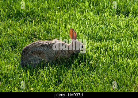 Vadnais Heights, Minnesota.  Eastern Cottontail rabbit, Sylvilagus floridanus, eating grass. Stock Photo