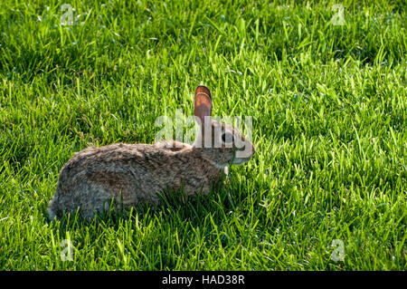 Vadnais Heights, Minnesota.  Eastern Cottontail rabbit, Sylvilagus floridanus in the grass. Stock Photo