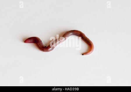 Vadnais Heights, Minnesota. Earthworm Lumbricus terrestris on white background. Stock Photo