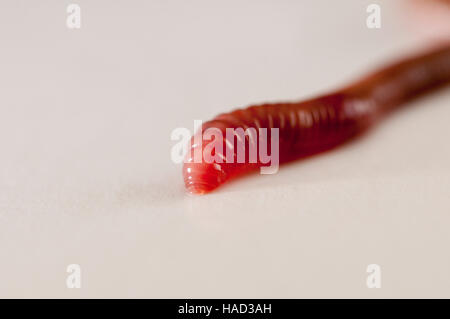 Vadnais Heights, Minnesota. Earthworm Lumbricus terrestris on white background showing the head of the worm. Stock Photo