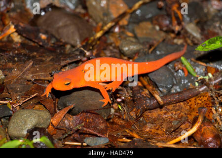 Red eft along McDade National Recreation Trail, Delaware Water Gap National Recreation Area, Pennsylvania Stock Photo