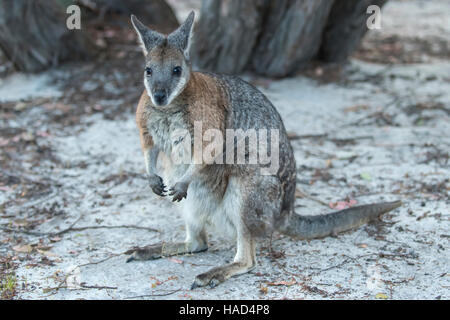 Tammar Wallaby, Macropus eugenii on Kangaroo Island, South Australia, Australia Stock Photo