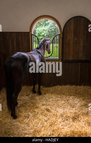 Warmblood. Bay stallion looking out from its box. Germany Stock Photo