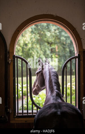 Warmblood. Bay stallion looking out from its box. Germany Stock Photo