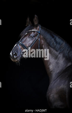 Hanoverian Horse. Portrait of black gelding seen against a black background. Germany Stock Photo