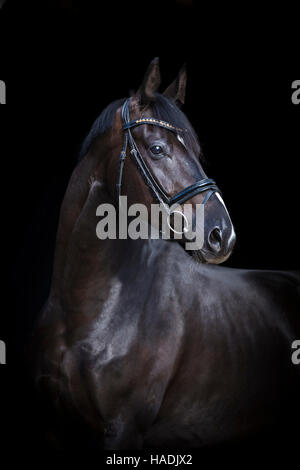 Hanoverian Horse. Portrait of black gelding seen against a black background. Germany Stock Photo