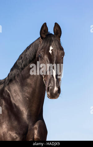 Hanoverian Horse. Portrait of black gelding seen against a blue sky. Germany Stock Photo