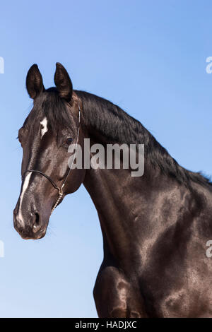 Hanoverian Horse. Portrait of black gelding seen against a blue sky. Germany Stock Photo