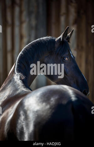 Hanoverian Horse. Portrait of black gelding, seen from the rear. Germany Stock Photo