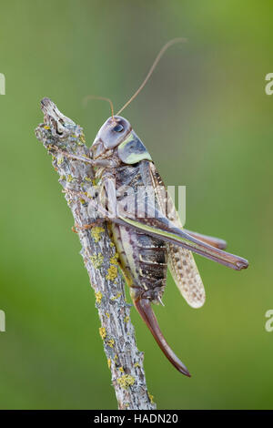 Wart-biter (Decticus verrucivorus). Female with ovipositor on a twig. Danmark Stock Photo