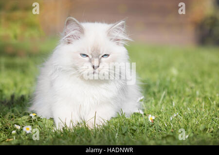 Ragdoll Cat. Juvenile tomcat (13 weeks old) sitting on a lawn in a garden. Germany Stock Photo