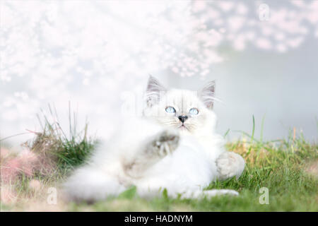 Ragdoll Cat. Juvenile tomcat (13 weeks old) lying on its back under a flowering almond tree. Germany Stock Photo