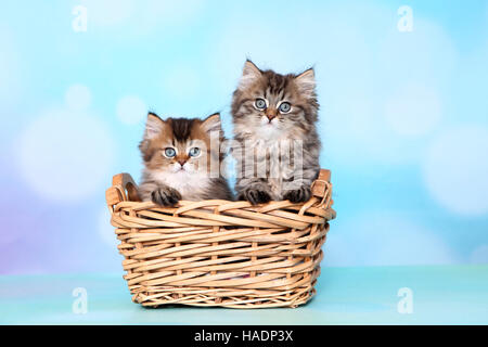 British Longhair. Two kittens (8 weeks old) in a wicker basket. Studio picture against a blue background Stock Photo