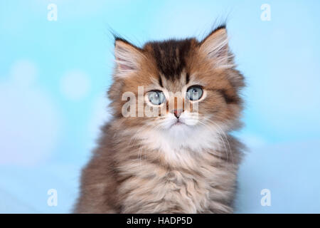 British Longhair. Portrait of a kitten (8 weeks old). Studio picture against a blue background Stock Photo