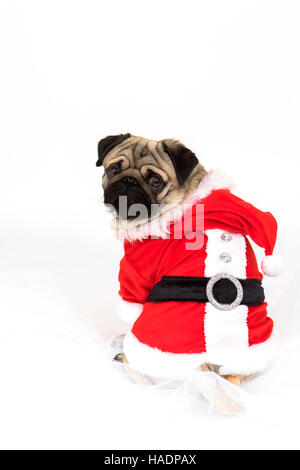 Pug. Adult male wearing Santa Claus costume, sitting.  Studio picture against a white background Stock Photo