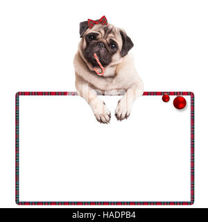 cute pug puppy dog eating candy cane, hanging on blank sign Stock Photo