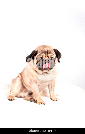 Pug. Adult male sitting while licking its nose. Studio picture against a white background Stock Photo
