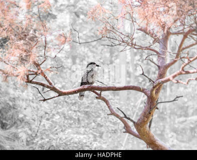 Spotted nutcracker bird sitting on a twig Stock Photo