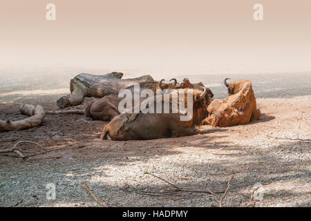 some Bisons resting on the ground, partly isolated Stock Photo