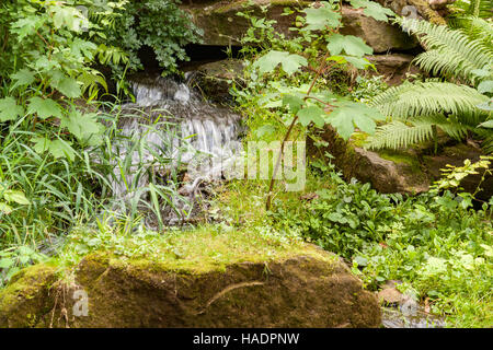 idyllic forest scenery including a fountain in green vegetation Stock Photo