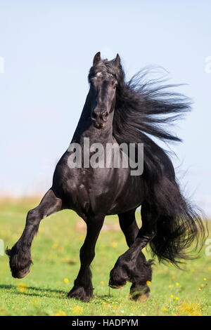 Frisian Horse. Black stallion trotting on a pasture. Germany Stock Photo
