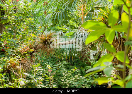 vivid scenery including lots of various jungle plants Stock Photo