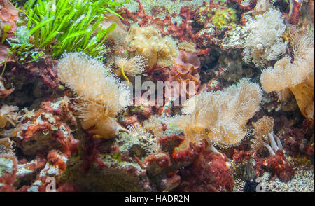 underwater scenery showing a colorful coral reef detail Stock Photo