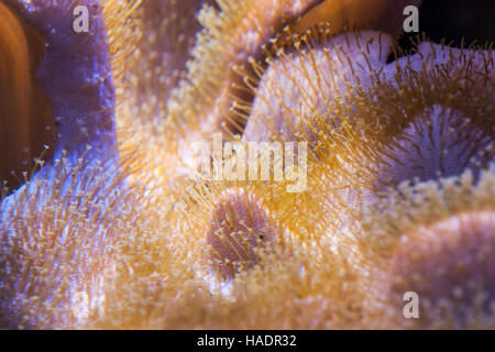 underwater scenery showing a colorful coral reef detail Stock Photo