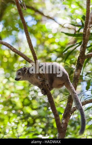 Madagascar, Albino Lemur Stock Photo - Alamy