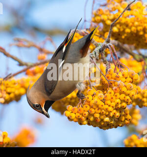 A single Waxwing feeding on a large cluster of yellow berries on a rowan tree Stock Photo