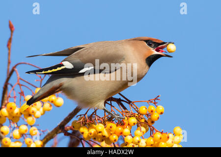 A single Waxwing feeding on a cluster of yellow berries on a rowan tree against a clear blue sky Stock Photo