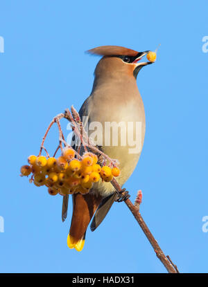 A Waxwing with a frosted yellow berry in its beak sitting on a twig of a town tree with a cluster of yellow frosted berries against a clear blue sky Stock Photo