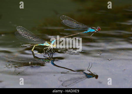 Small red-eyed damselflies (Erythromma viridulum), laying eggs in water, Burgenland, Austria Stock Photo