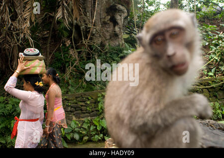 Many women turn to the Holy Book Monkey Forest to pray and leave offerings for the celebration of Galungan. Galungan festival, the most important of B Stock Photo
