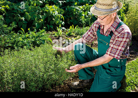 Gardener in front of his savory patch Stock Photo