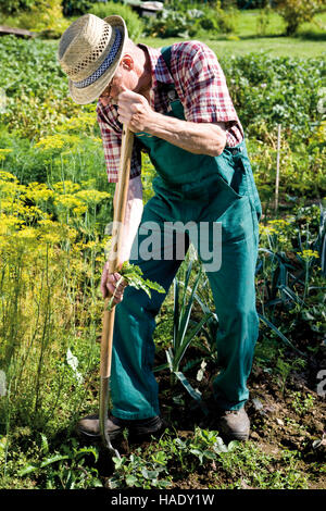 Gardener with spade working in his garden patch Stock Photo