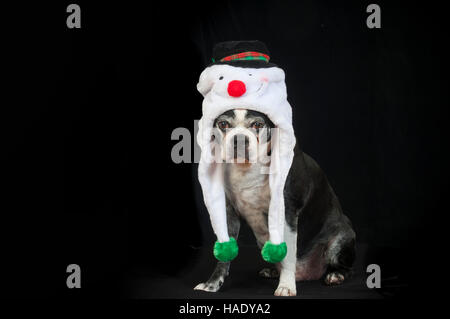 Boston terrier dog with disguise in front of black backdrop Stock Photo