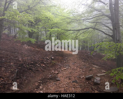 Beech forest. Fog in the forest. National Park of the Montseny in Catalonia. Path in the forest Stock Photo