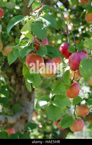 Apples hanging from a tree in an orchard Stock Photo