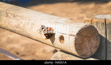 Butterfly posed on a log in the forest close-up Stock Photo