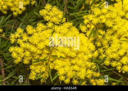 West Australian wattle acacia species in full bloom, Stock Photo