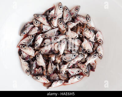 Multitude of severed heads of anchovies, forming a circle shape in the white plate. Stock Photo