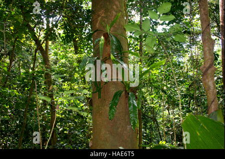 Asplenium nidus,  bird's-nest fern, nest fern. Morne Seychellois National Park. Mahe Island. Stock Photo