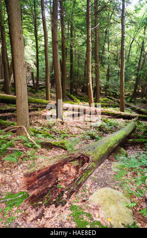 Cook Forest State Park Stock Photo