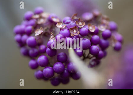 Bodinier's beautyberry (Callicarpa bodinieri var. Giraldii). Purple fruits of shrub in family Lamiaceae, native to China Stock Photo