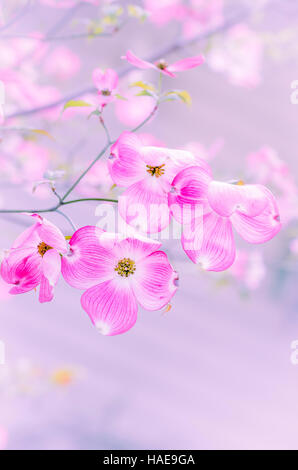 Pink Dogwood tree flowers, Cornus spp. Stock Photo