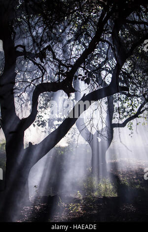 Trees at night backlit Stock Photo